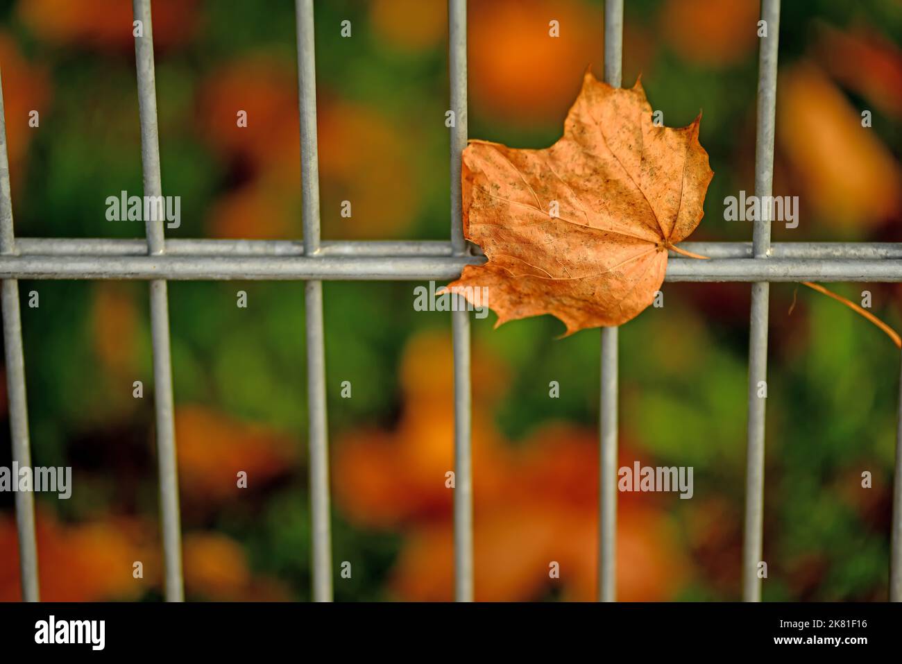 autumnal colored leaf on a fence Stock Photo