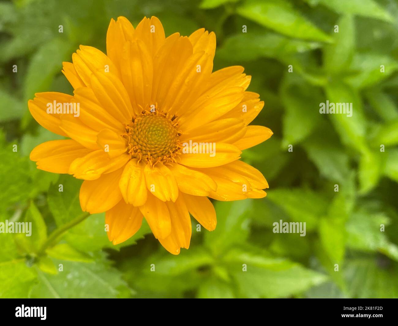 Shallow focus shot flowering hi-res stock photography and images - Alamy