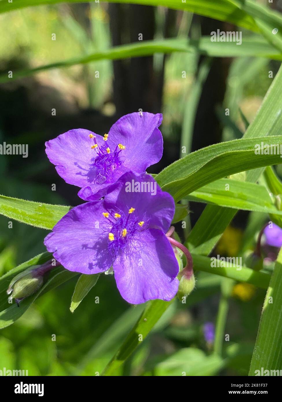 A vertical shot of a purple Tradescantia flower plant Stock Photo