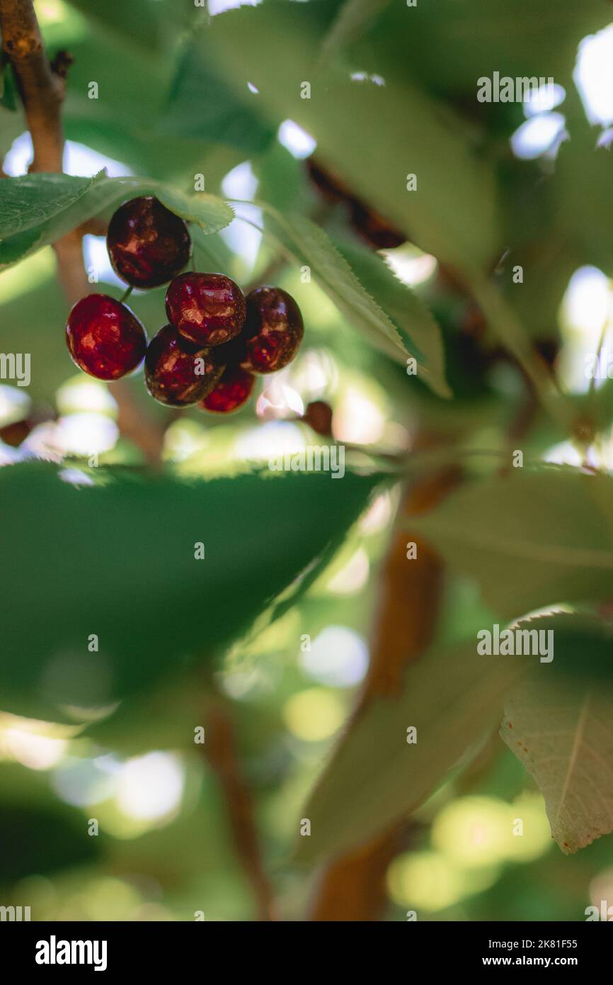 A vertical closeup shot of growing red ripe cherries on tree branches ...