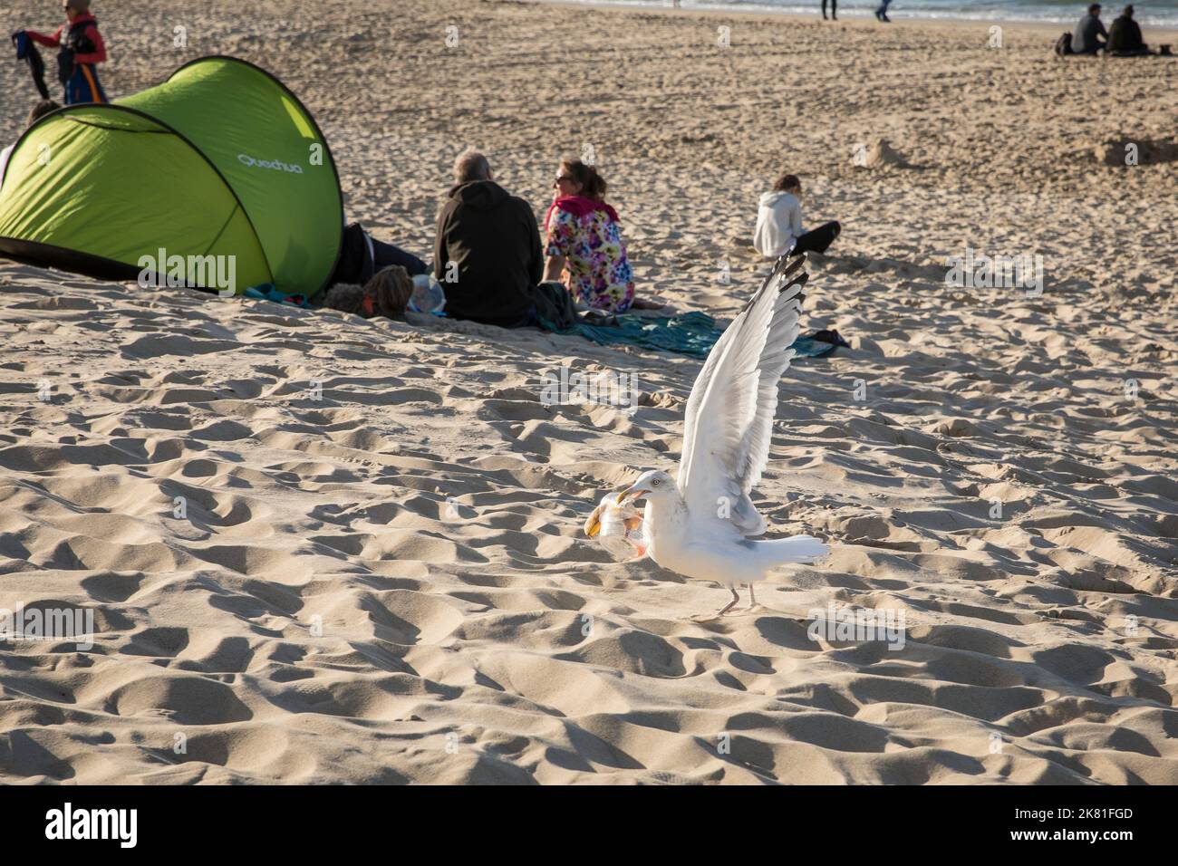 a gull at the beach grabbed a plastic cup with a banana peel, Oostkapelle, Walcheren, Zeeland, Netherlands. eine Moewe hat am Strand einen Plastikbech Stock Photo