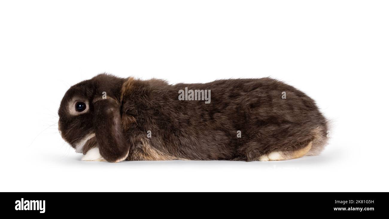 Handsome dark brown lop eared rabbit, bunny laying down flat side ways