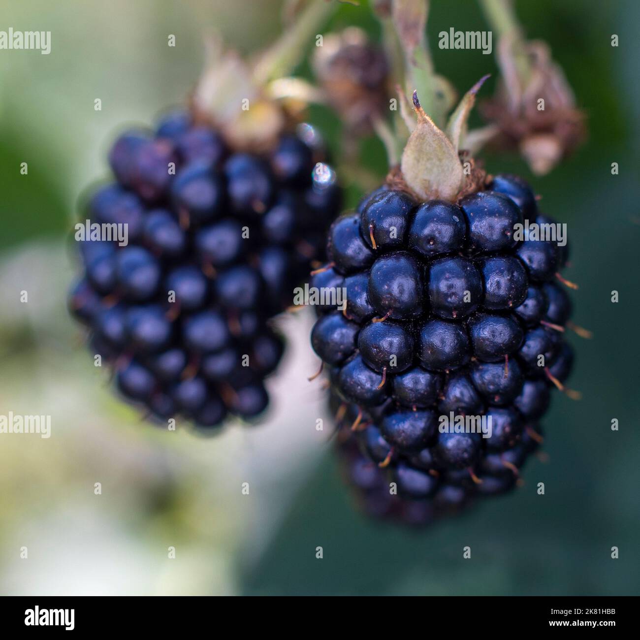Two blackberries hang on branch Stock Photo