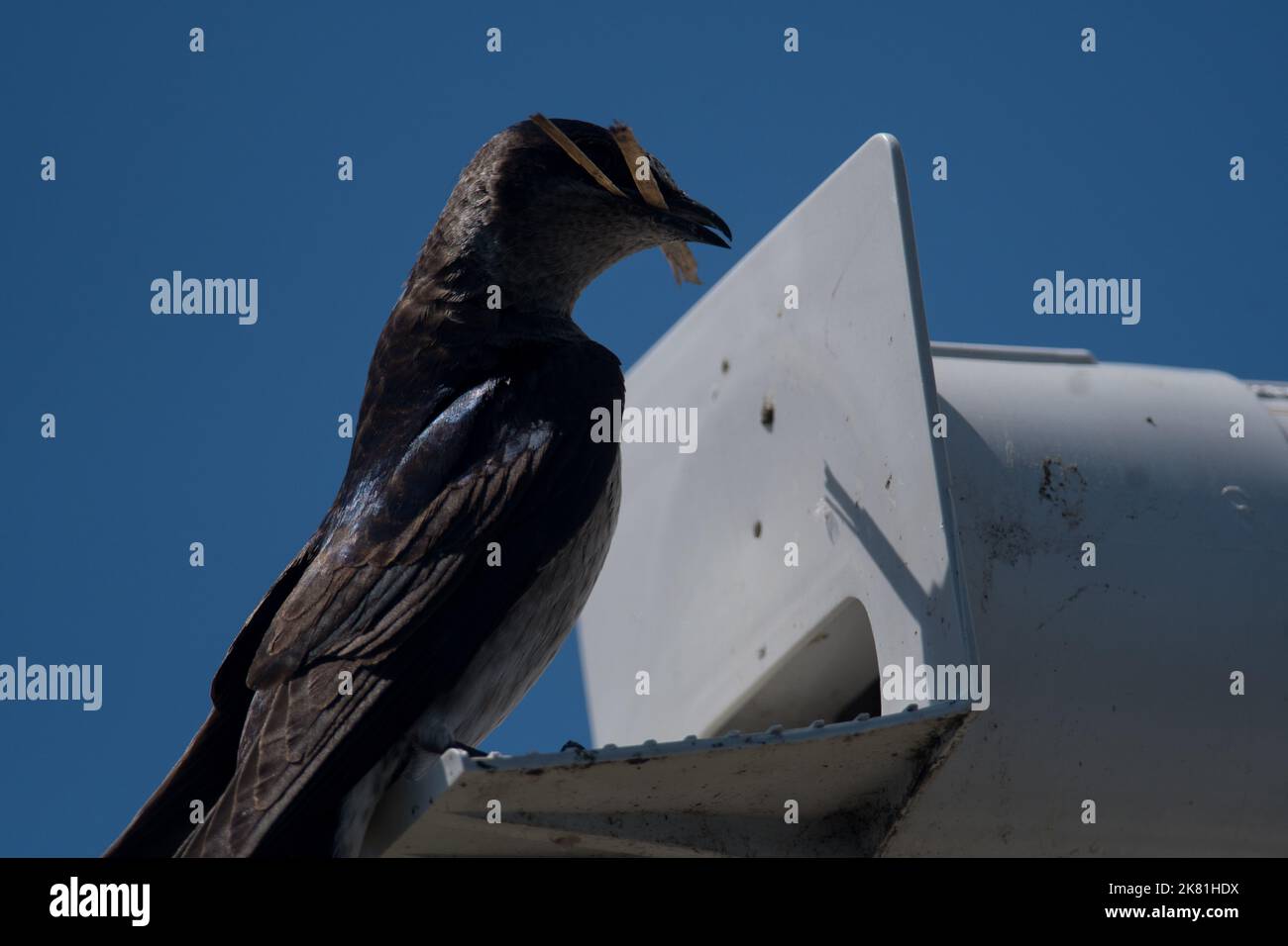 Purple Martin perched at the opening to the cavity of a man made nest house Stock Photo