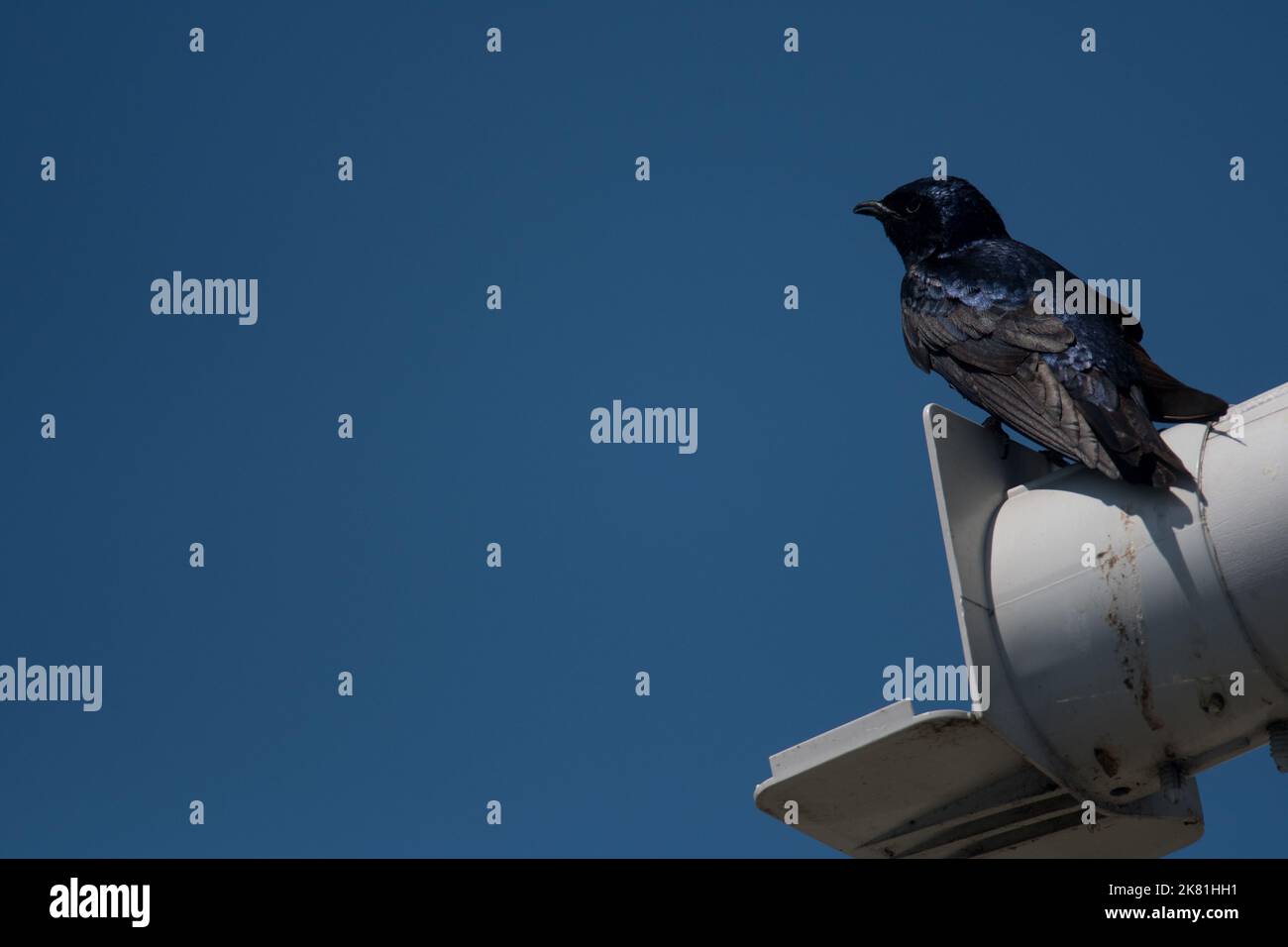 Purple Martin perched atop birdhouse cavity with clear blue sky background Stock Photo
