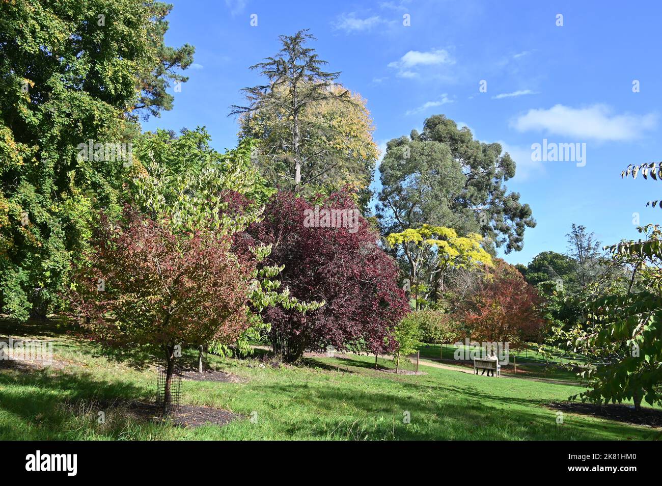 Autumnal colours at Batsford Arboretum near the Gloucestershire town of Moreton in Marsh Stock Photo