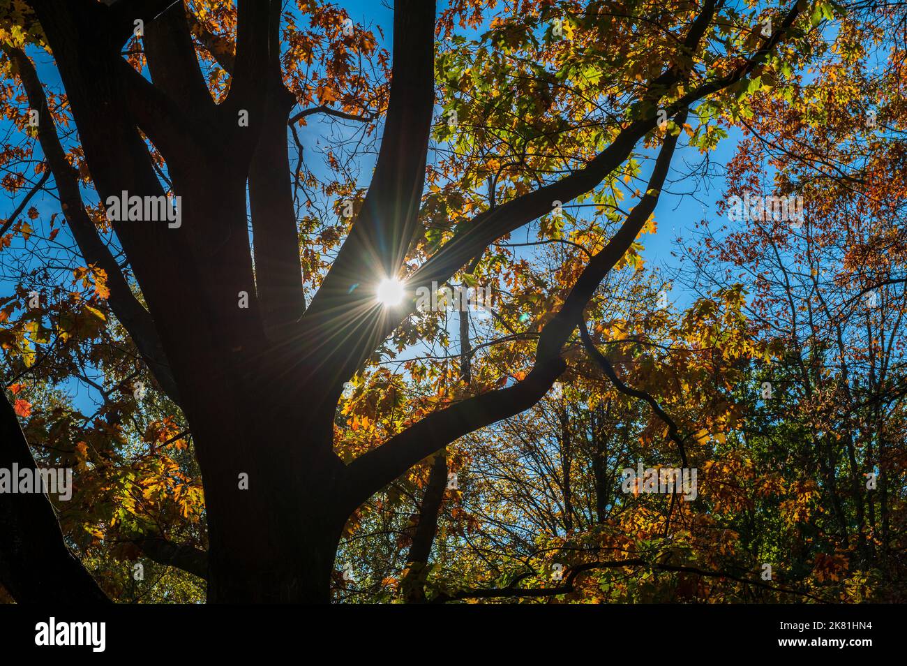 Herbstliche Impressionen im Kieler Werftpark im Sonnenlicht Stock Photo
