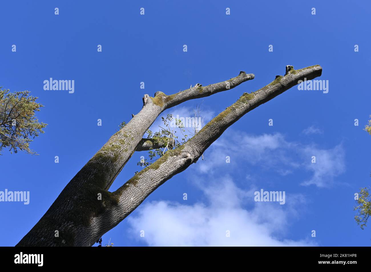 Tree branches photographed against a sunny autumnal sky at Batsford Arboretum near the Gloucestershire town of Moreton in Marsh Stock Photo