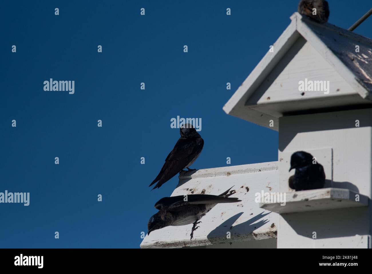 Two birds at a man made purple martin house Stock Photo