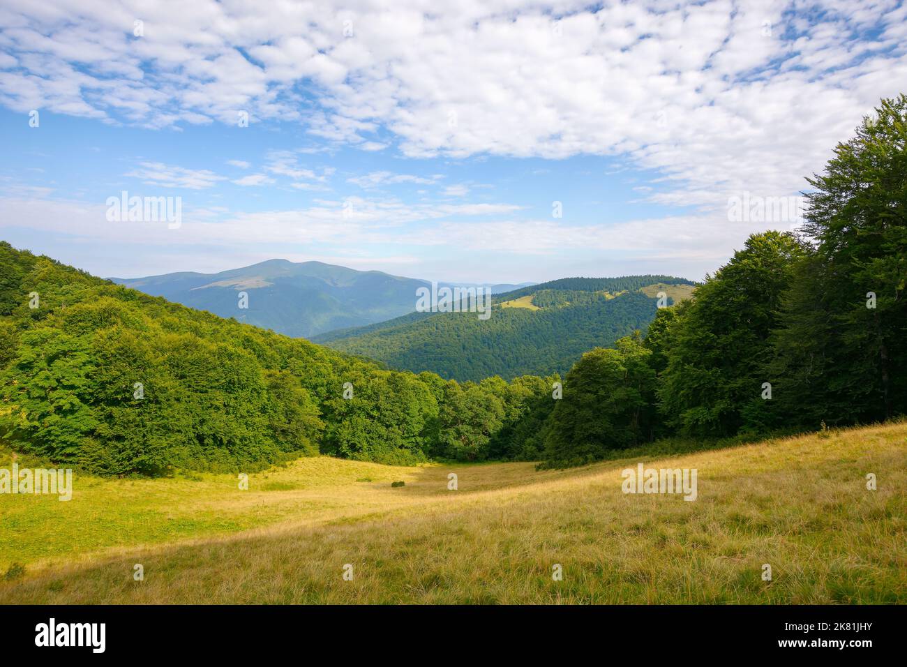 alpine meadows on a sunny summer morning. beech forest on the hill. mountain ridge in the distance beneath a blue sky with fluffy clouds Stock Photo