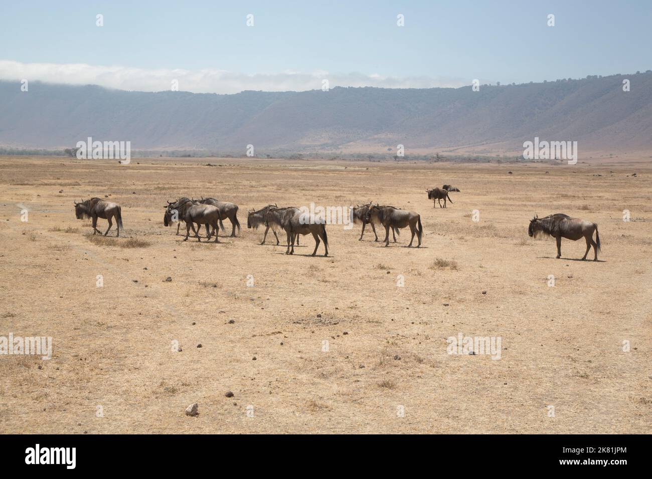 Parc De Ngorongoro Hi res Stock Photography And Images Alamy parc-de-ngorongoro-hi-res-stock-photography-and-images-alamy