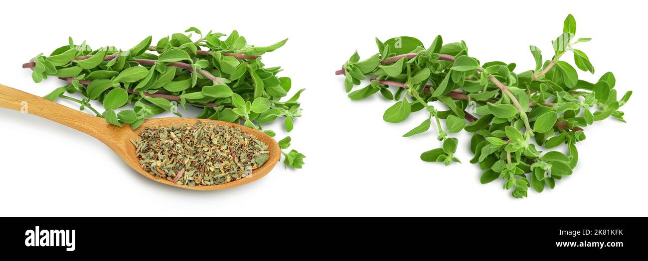 Oregano or marjoram leaves fresh and dry in wooden spoon isolated on