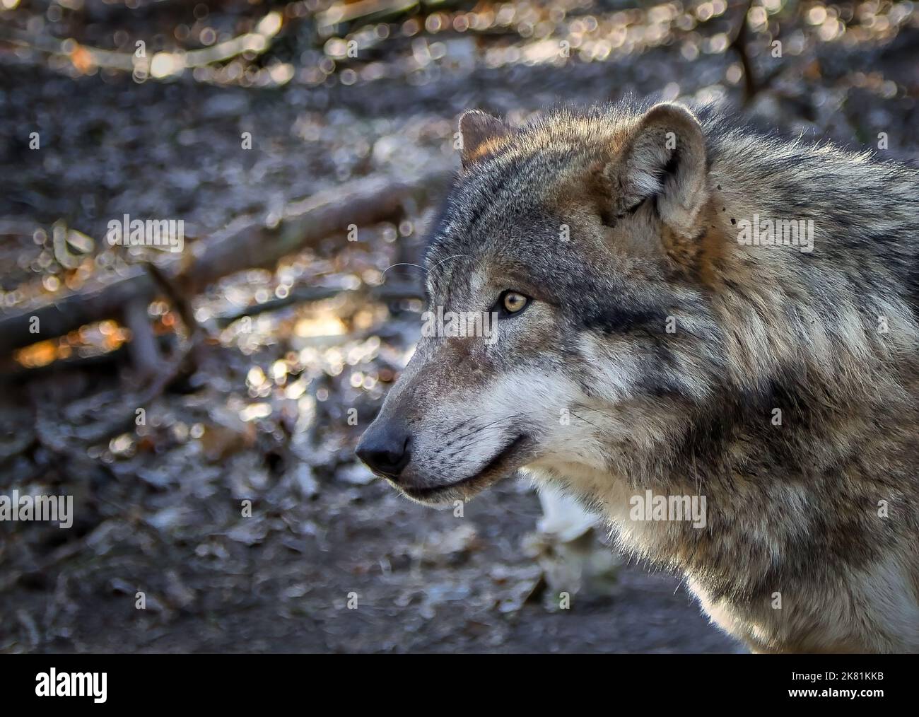 Wolf portrait of a beautiful wild animal Stock Photo
