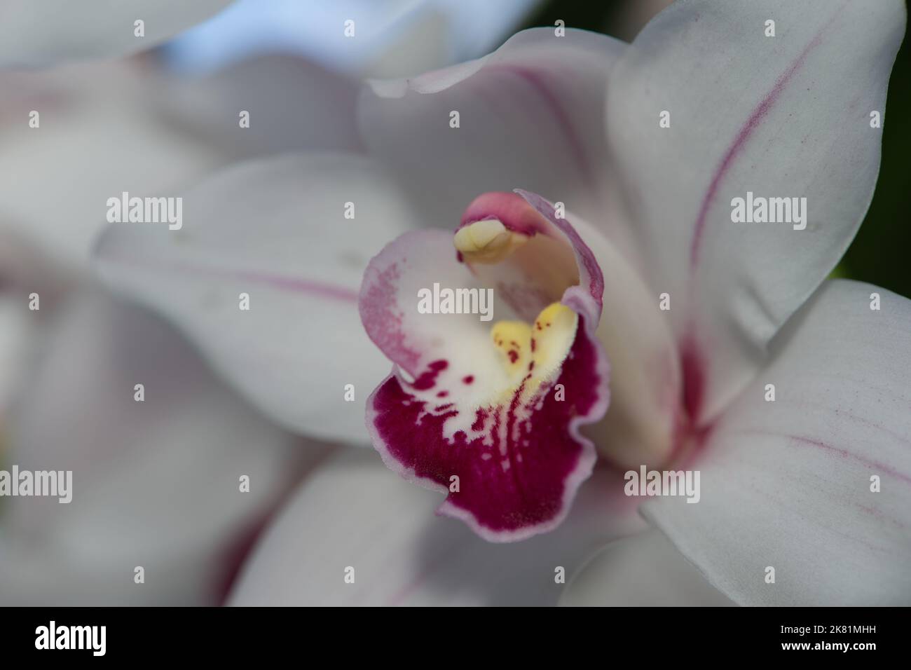 Kew Gardens Orchid Festival 2022 Stock Photo Alamy