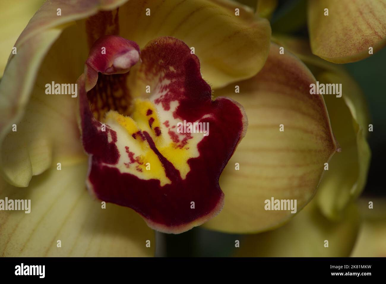 Kew Gardens Orchid Festival 2022 Stock Photo Alamy