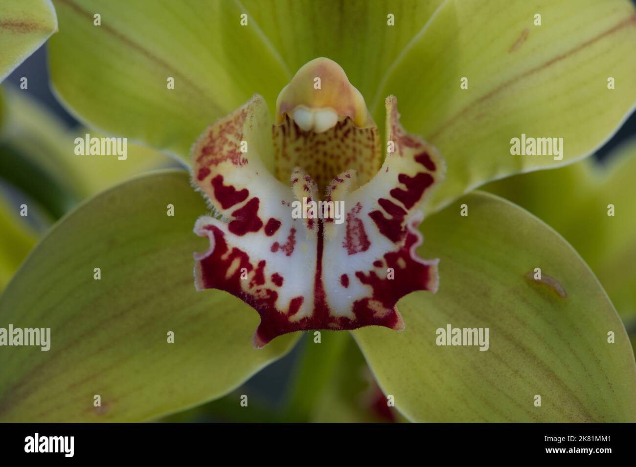 Kew Gardens Orchid Festival 2022 Stock Photo Alamy