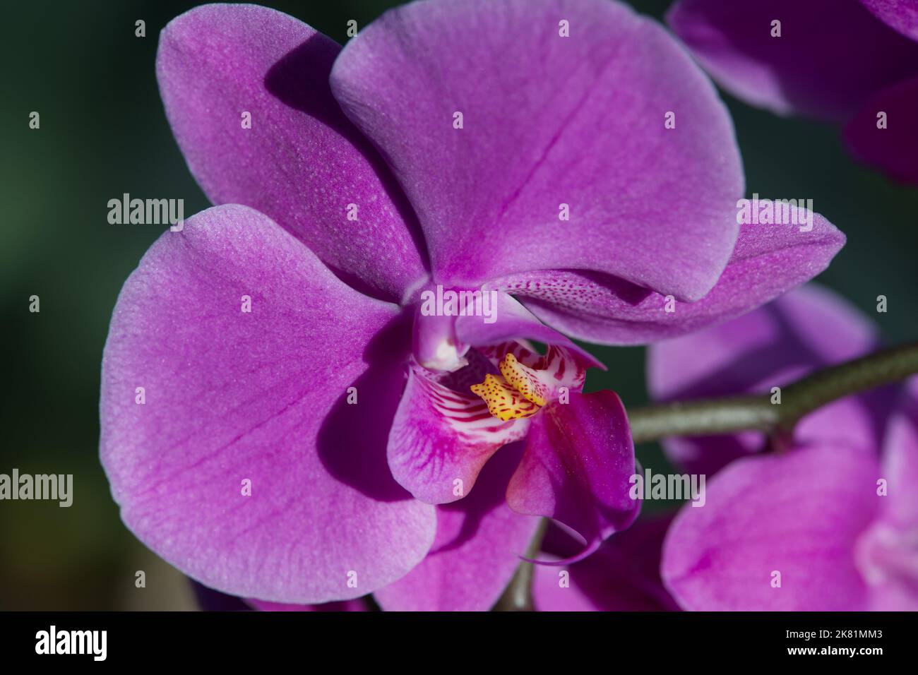 Kew Gardens Orchid Festival 2022 Stock Photo Alamy