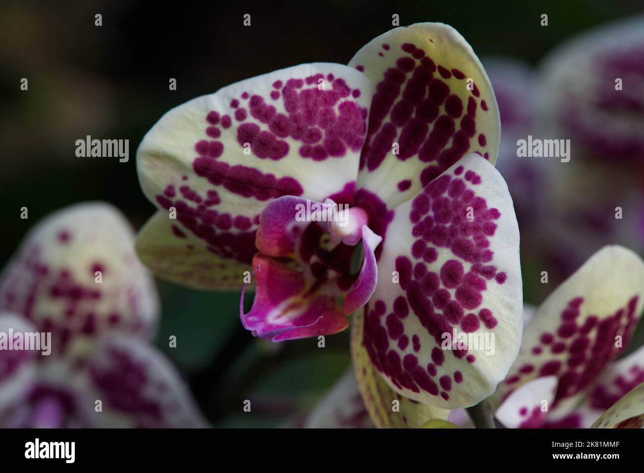 Kew Gardens Orchid Festival 2022 Stock Photo Alamy