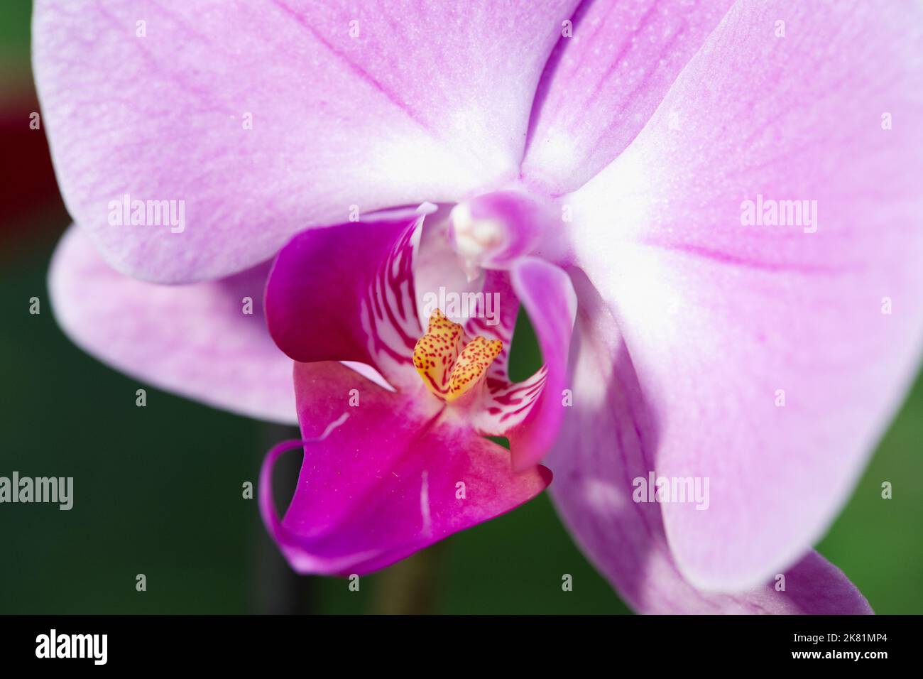 Kew Gardens Orchid Festival 2022 Stock Photo Alamy