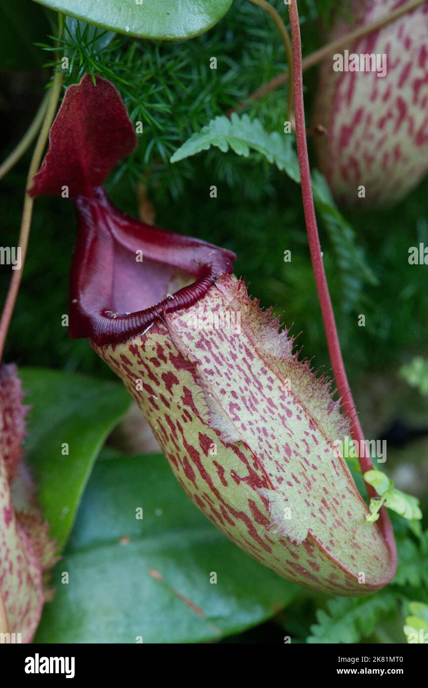 Kew Gardens Orchid Festival 2022 Stock Photo Alamy