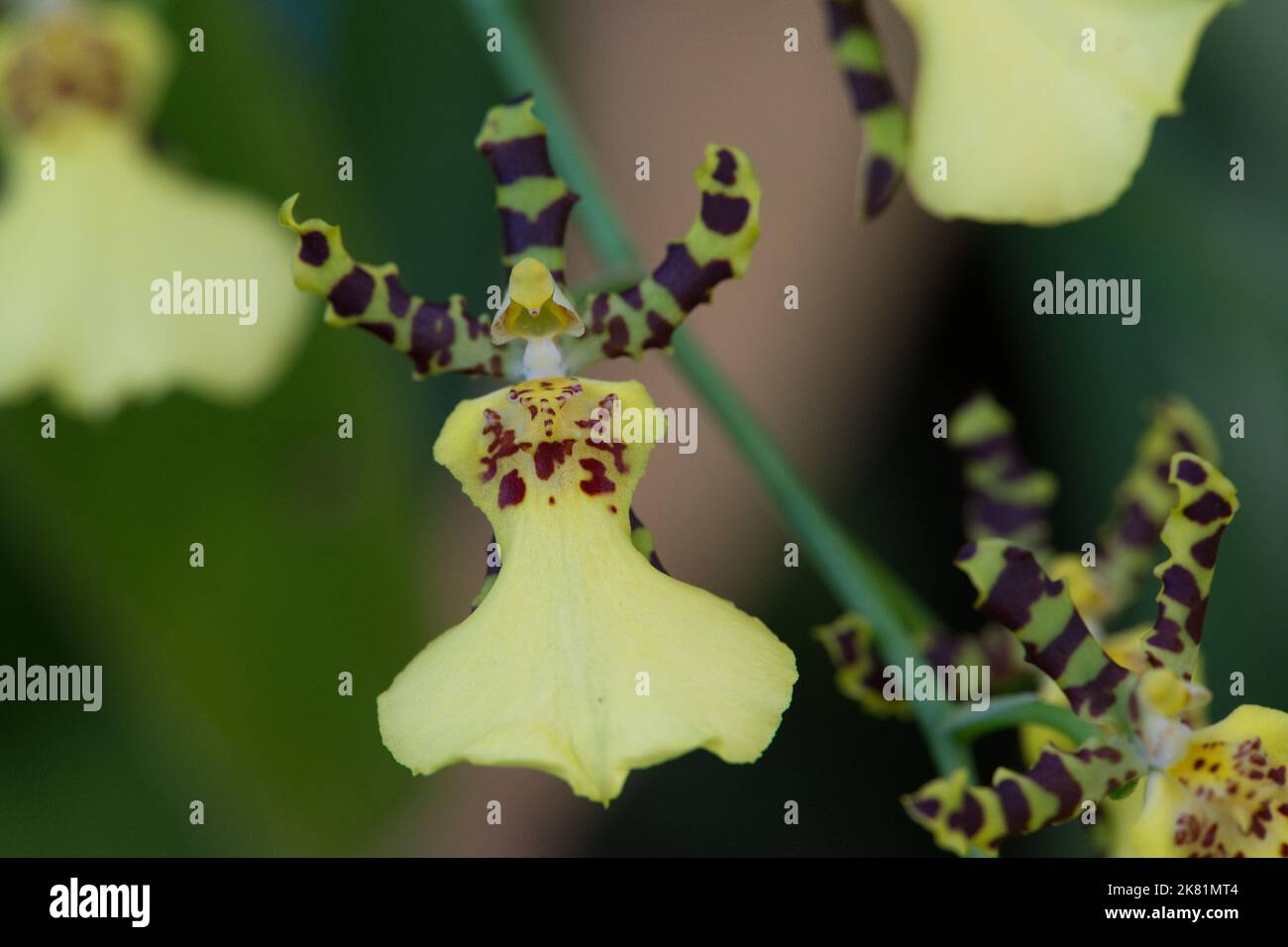 Kew Gardens Orchid Festival 2022 Stock Photo Alamy
