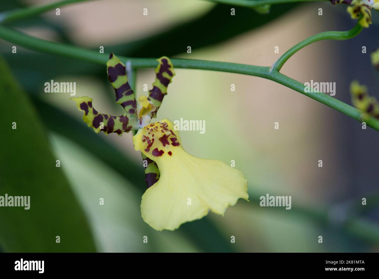 Kew Gardens Orchid Festival 2022 Stock Photo Alamy