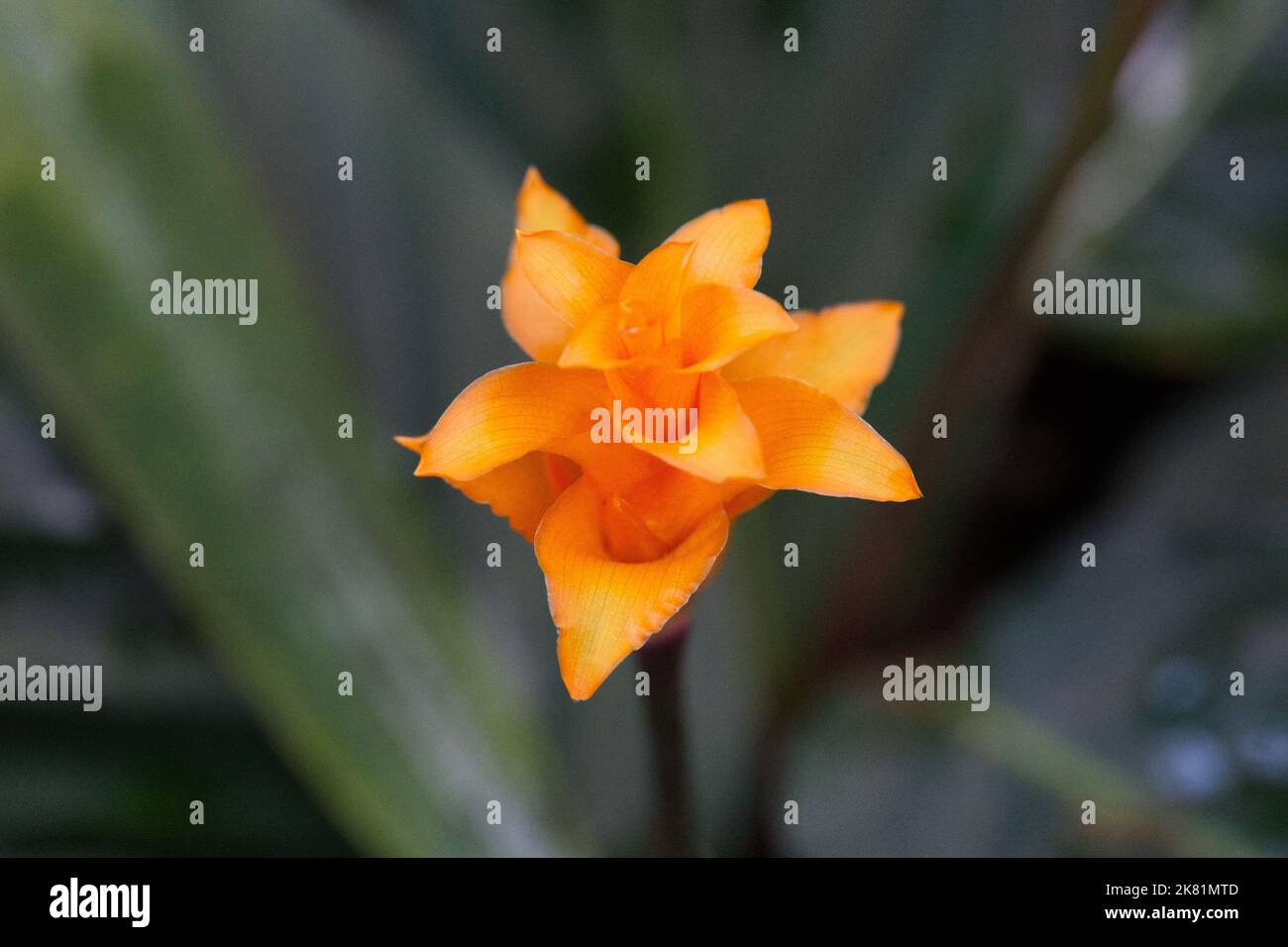 Kew Gardens Orchid Festival 2022 Stock Photo Alamy