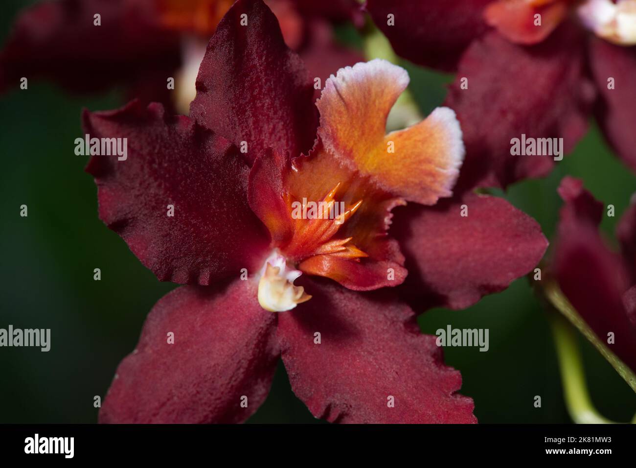Kew Gardens Orchid Festival 2022 Stock Photo Alamy