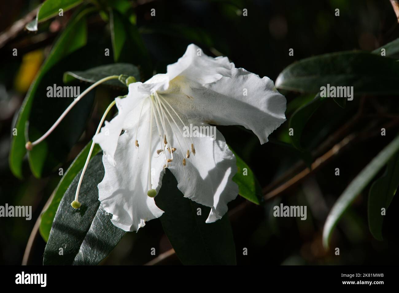 Kew Gardens Orchid Festival 2022 Stock Photo Alamy