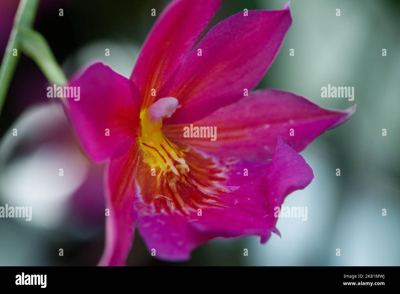 Kew Gardens Orchid Festival 2022 Stock Photo Alamy