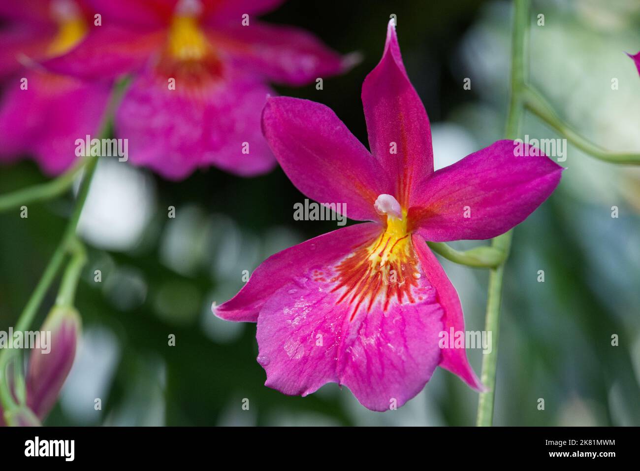 Kew Gardens Orchid Festival 2022 Stock Photo Alamy