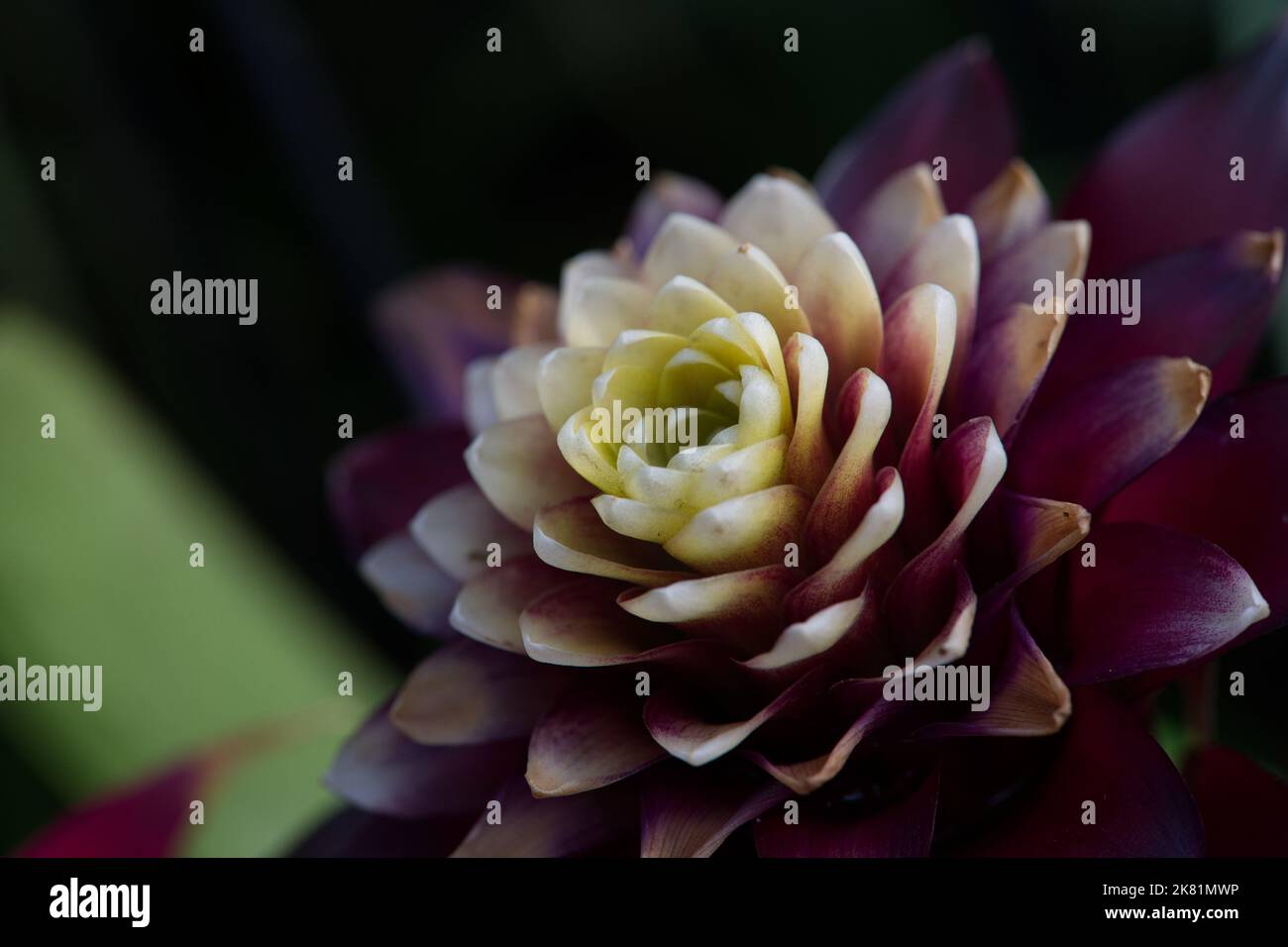 Kew Gardens Orchid Festival 2022 Stock Photo Alamy