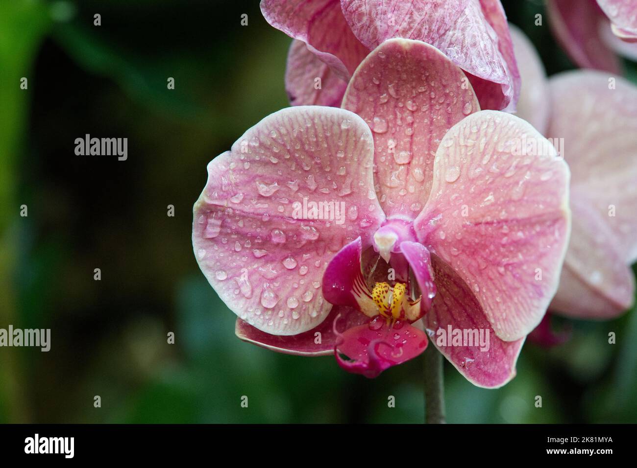 Kew Gardens Orchid Festival 2022 Stock Photo Alamy