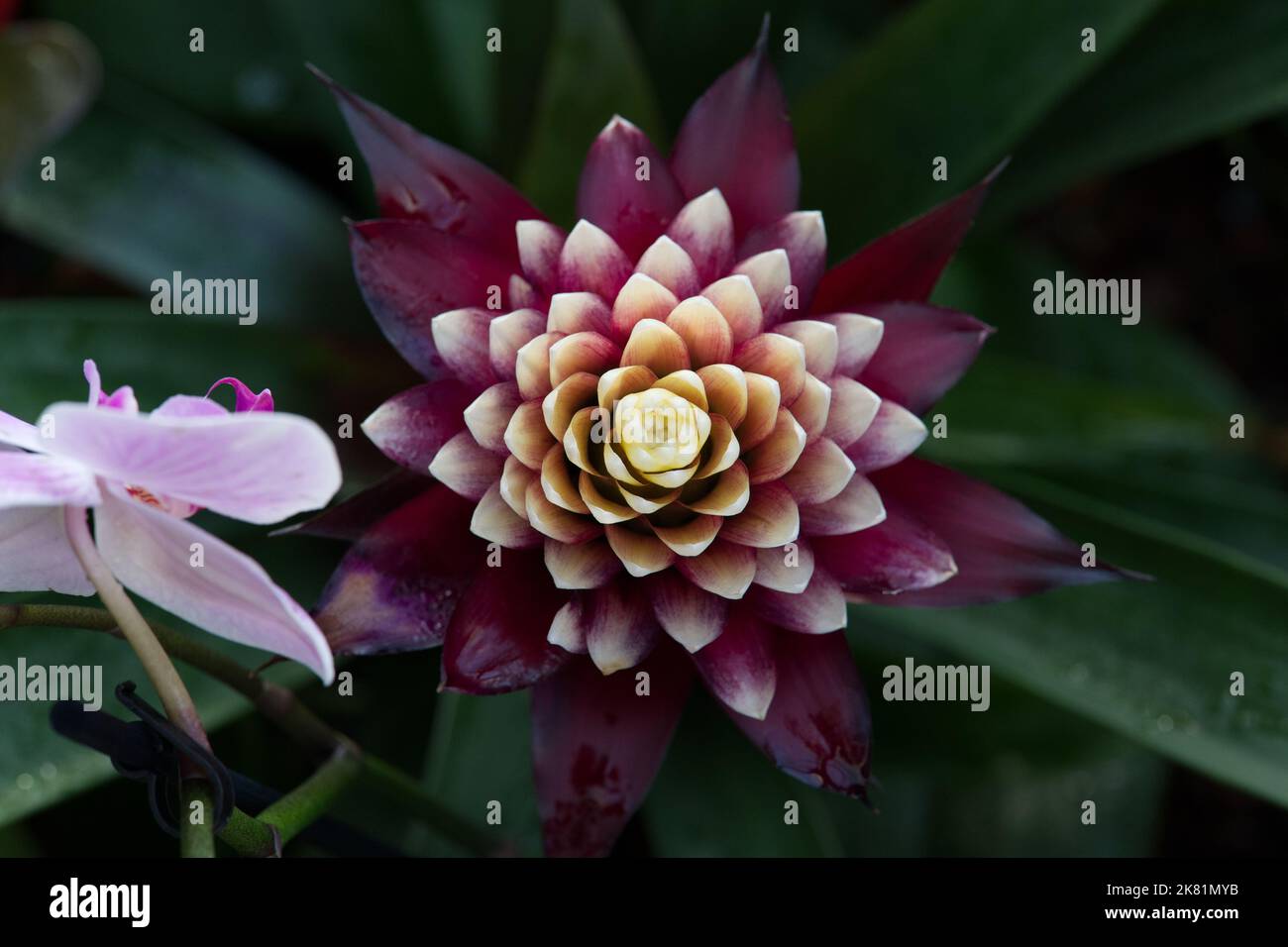 Kew Gardens Orchid Festival 2022 Stock Photo Alamy