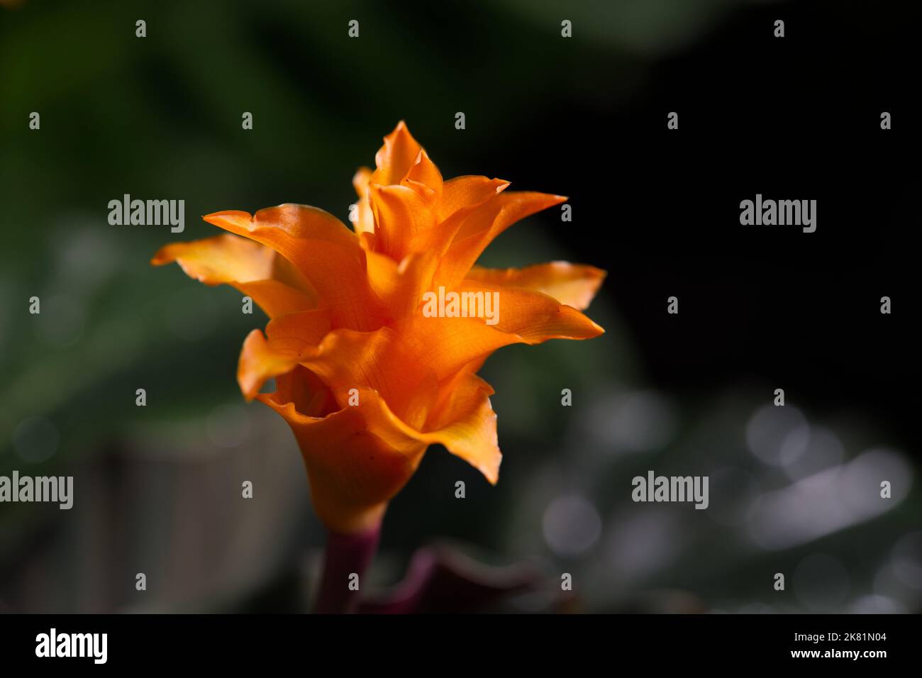 Kew Gardens Orchid Festival 2022 Stock Photo Alamy