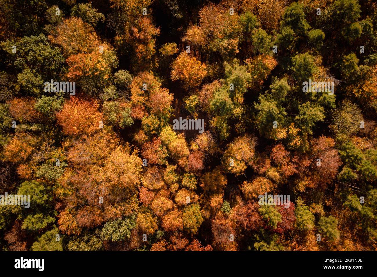 Top down aerial drone view of autumn forest. Bird's eye view fall woodland. Drone fly over colorful foliage, trees. Lesser Poland Voivodeship, Poland. Stock Photo