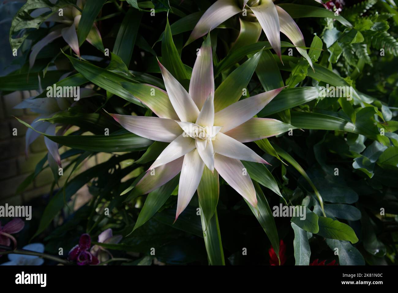 Kew Gardens Orchid Festival 2022 Stock Photo Alamy