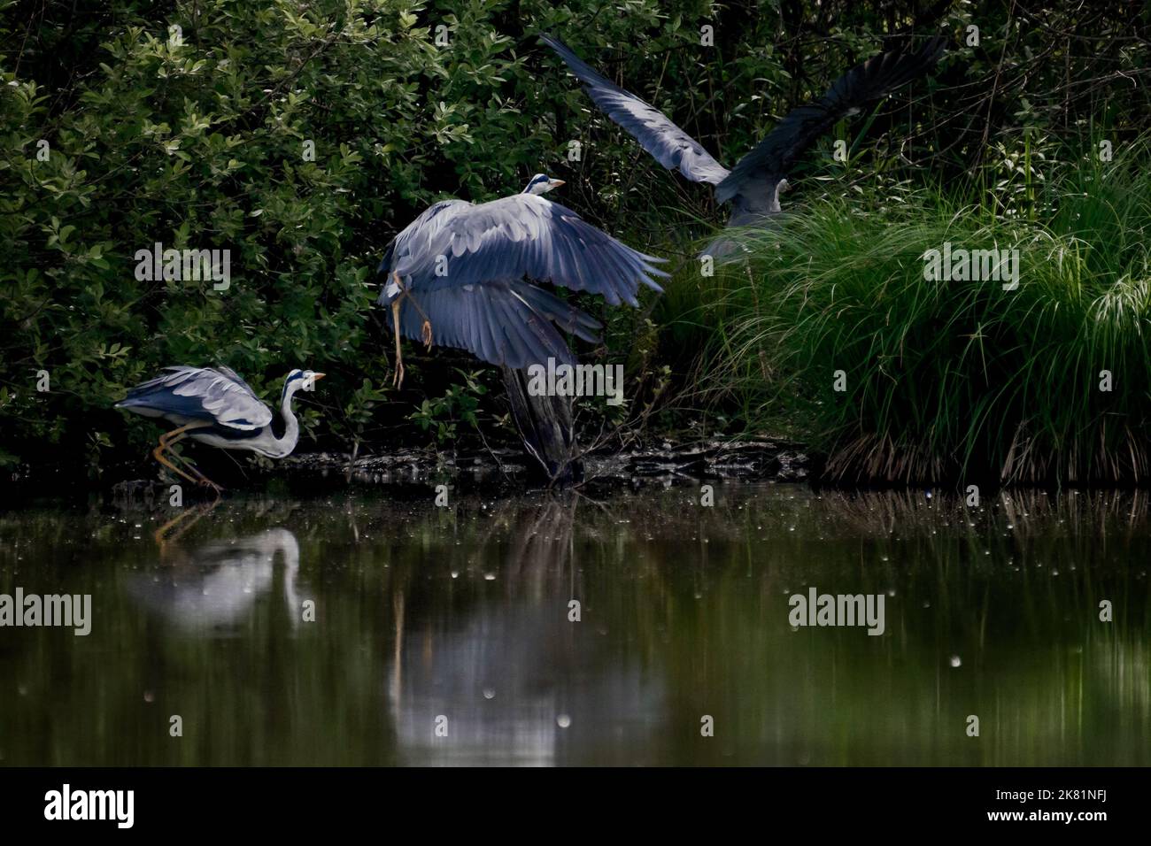 Heron that takes flight to hide behind a bush Stock Photo