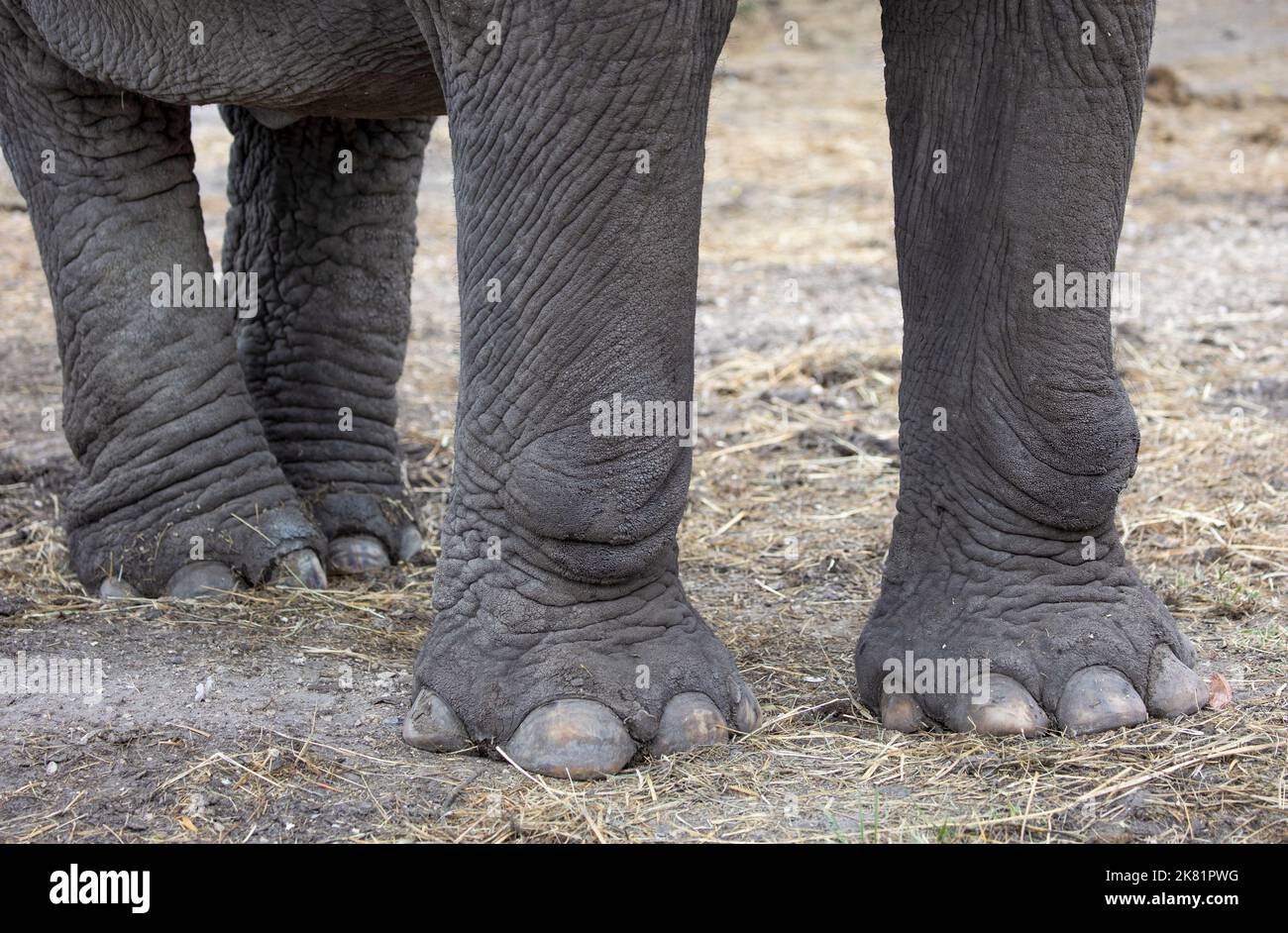 Detail of elephant feet outdoor Stock Photo Alamy
