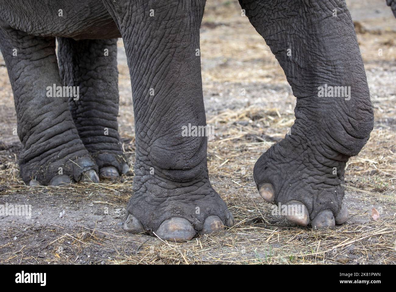 Detail of elephant feet outdoor Stock Photo Alamy