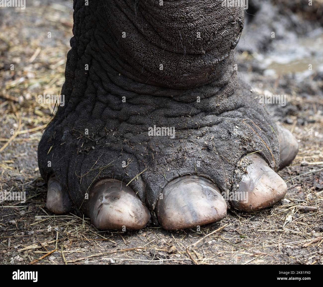 Detail of elephant feet outdoor Stock Photo Alamy