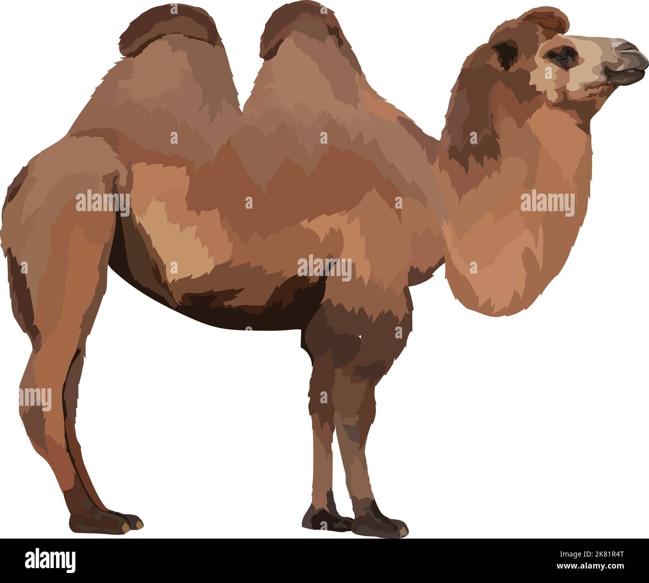 Realistic camel icon vector illustration on a white background Stock