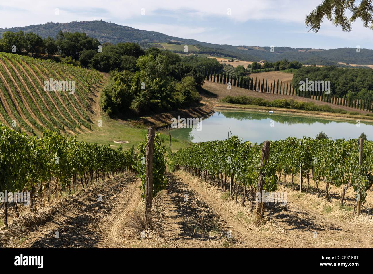 Harvest of vino nobile red wine grapes in the vineyards growing in lines, Tuscany, Montalcino