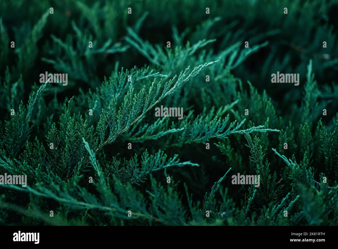 Beautiful natural background. Branches of creeping juniper. Stock Photo