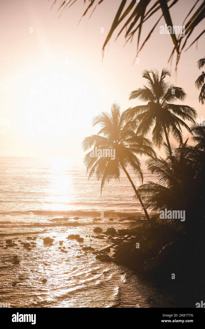 Palm Tree Sunrise at Beach Stock Photo - Alamy