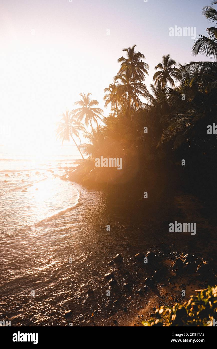 Palm Tree Sunrise at Beach Stock Photo - Alamy