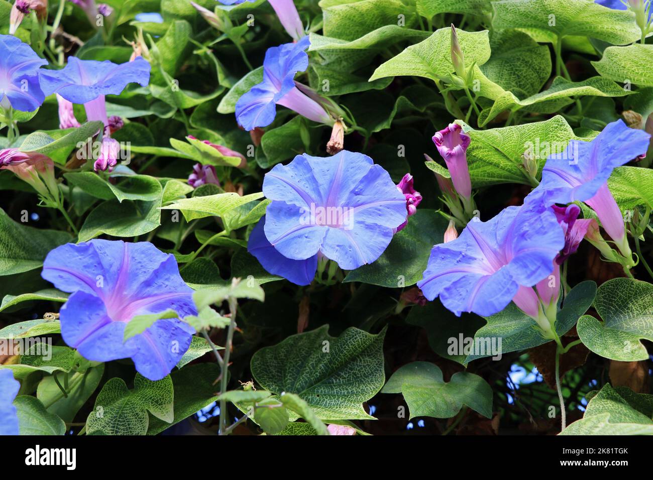 Blue flower of Morning Glory ,Ipomoea in the garden blue morning glory, oceanblue morning glory, koali awa, and blue dawn flower. Stock Photo