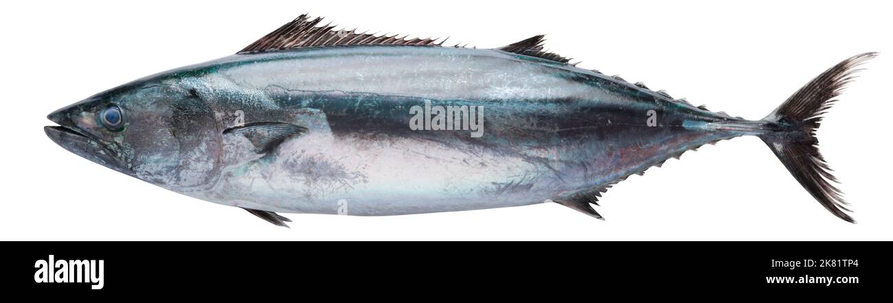 Bonito fish ( Turkish; Palamut ) on white isolated background. Have a clipping path Stock Photo