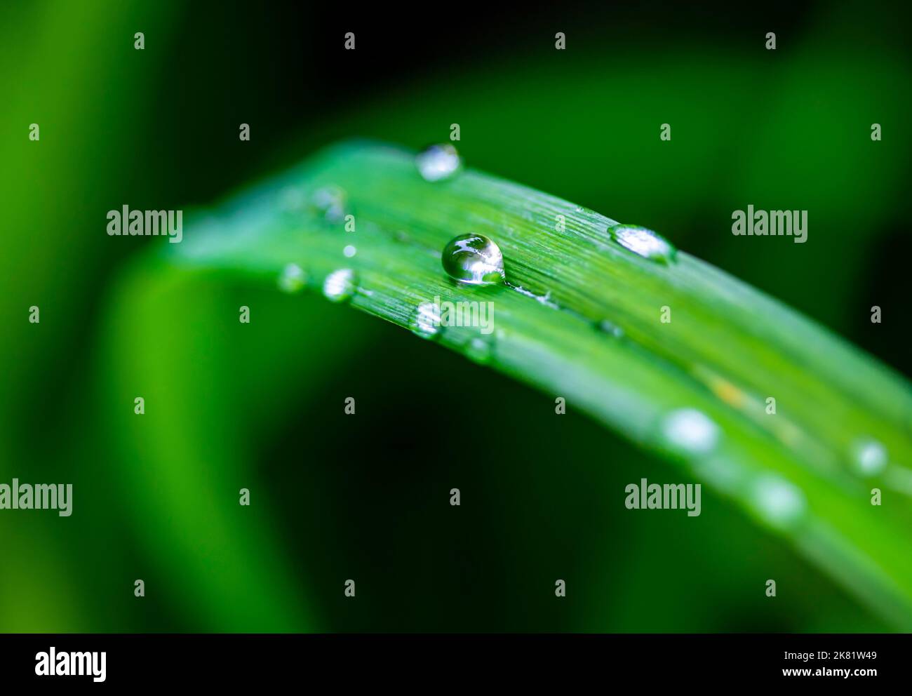 Rain drops on green leaves Stock Photo