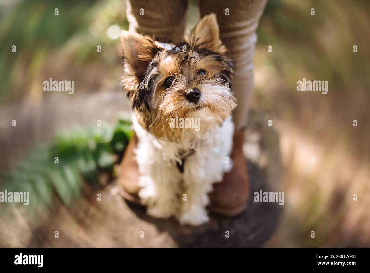 Beautiful yorkshire terrier dog looking up. Warm autumn day. Small and faithful friend. Blur background. Soft selective focus Stock Photo